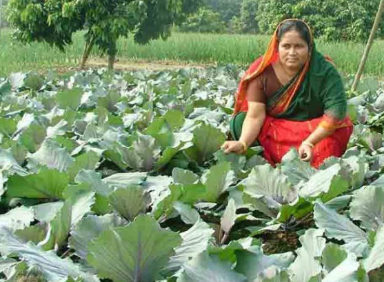 কৃষি কাজ করে কোটিপতি হওয়া এক নুরুন্নাহারের গল্প!