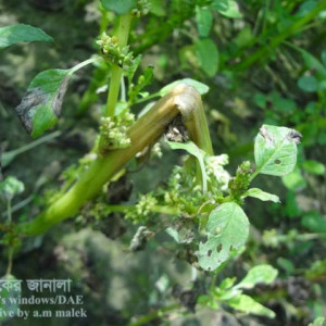 ডাটার কান্ড পচা রোগ