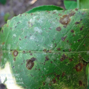 লেবুর লাল মরিচা রোগ