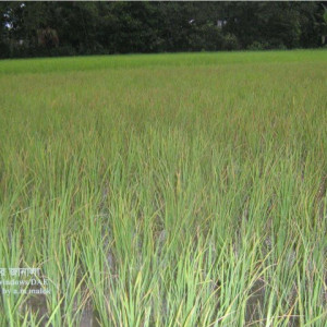 পটাশ সারের ঘাটতি