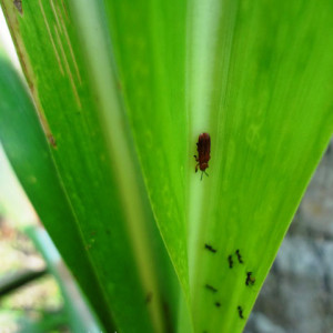 আখের পাতা খেকো উইভিল পোকা