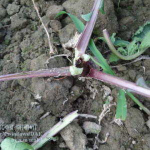 শালগমের কাটুই পোকা