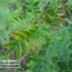 ছোলার গ্রে মোল্ড রোগ