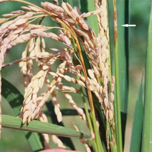 লিফ ব্লাষ্ট